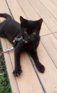 Feijao