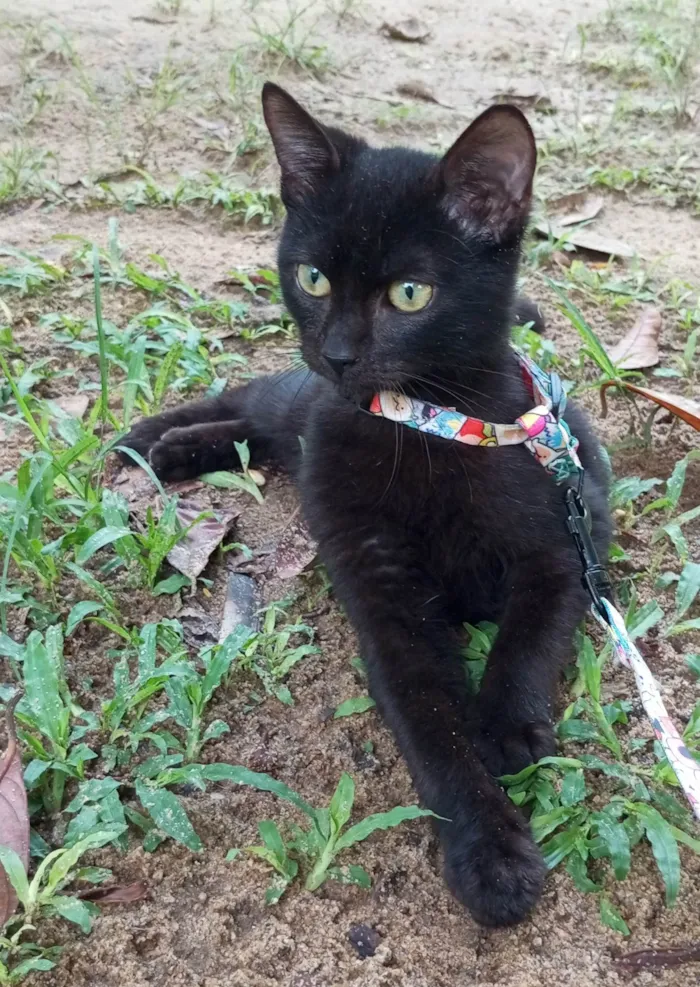 Gato ra a SRD-ViraLata idade 2 a 6 meses nome Feijao