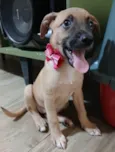 Belunha