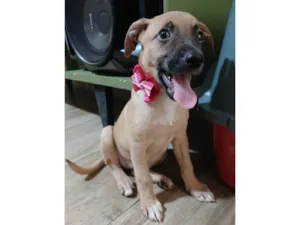 Cachorro raça SRD-ViraLata idade 2 a 6 meses nome Belunha