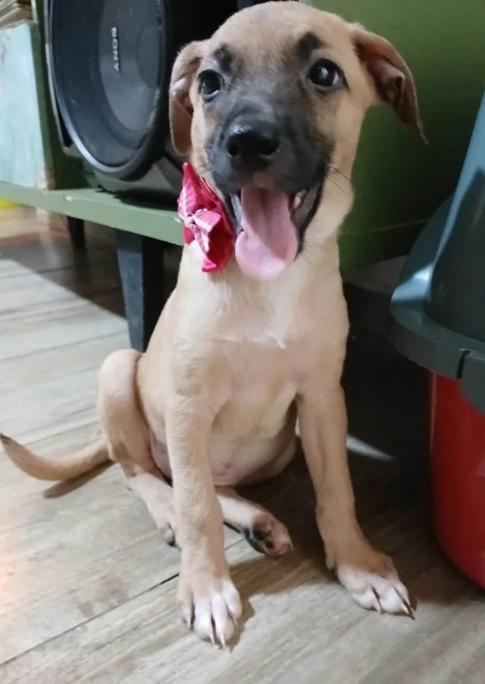 Cachorro ra a SRD-ViraLata idade 2 a 6 meses nome Belunha