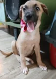 Belunha
