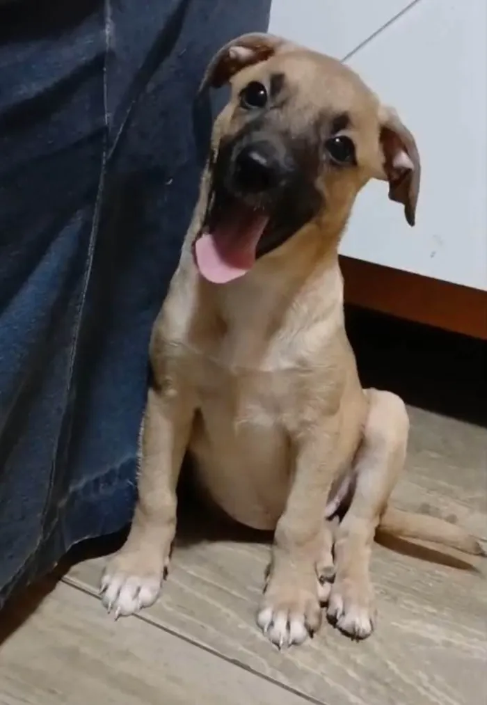 Cachorro ra a SRD-ViraLata idade 2 a 6 meses nome Belunha