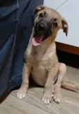 Belunha