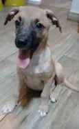 Belunha