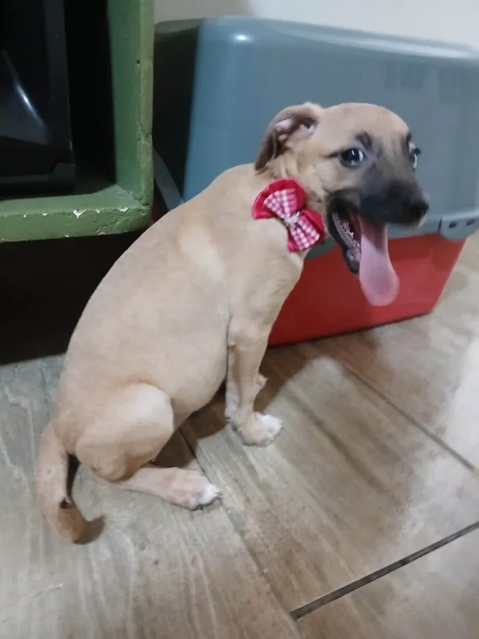 Cachorro ra a SRD-ViraLata idade 2 a 6 meses nome Belunha