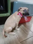 Belunha