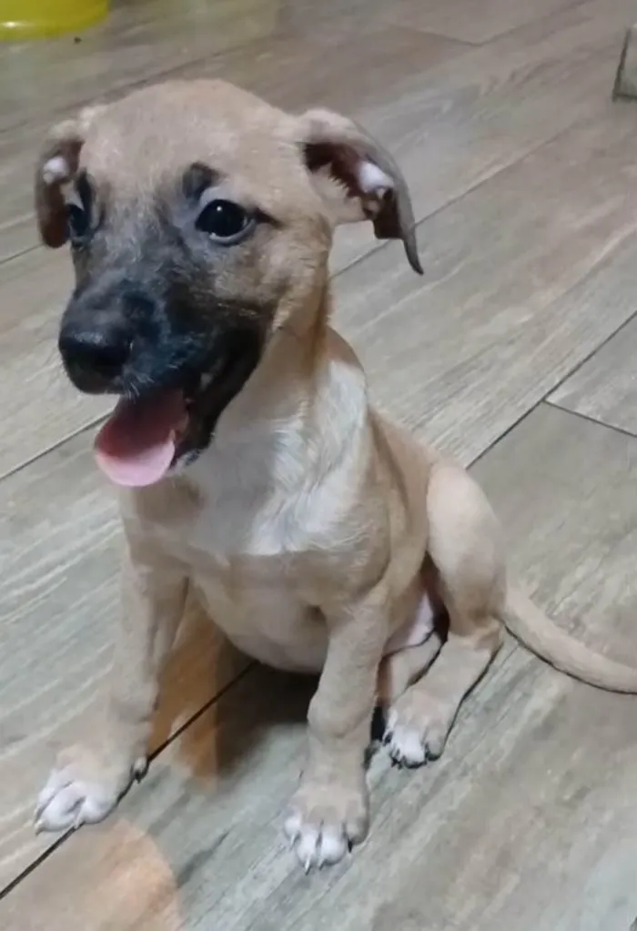 Cachorro ra a SRD-ViraLata idade 2 a 6 meses nome Belunha