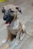 Belunha