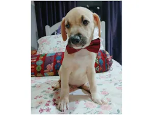Cachorro raça SRD-ViraLata idade 2 a 6 meses nome Tito