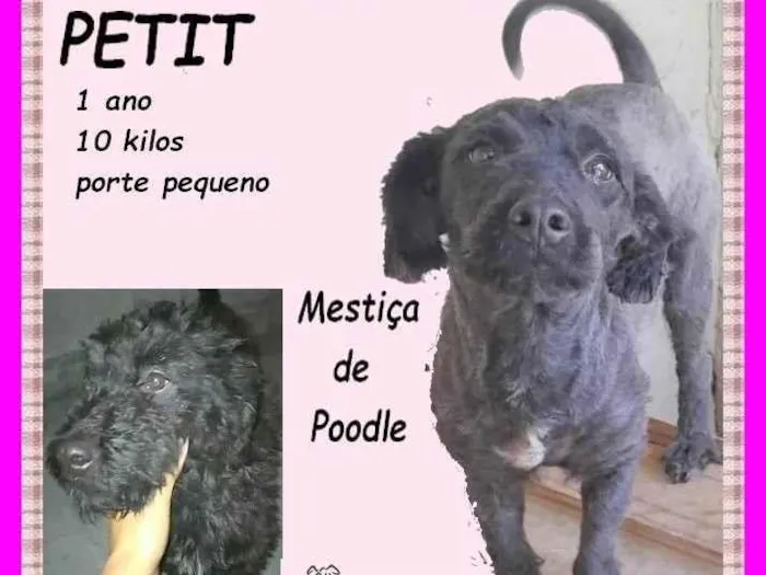 Cachorro ra a SRD-ViraLata idade 1 ano nome Petit