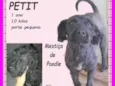 Petit