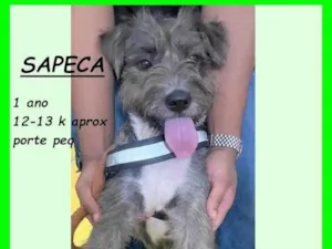 Cachorro raça SRD-ViraLata idade 1 ano nome Sapeca