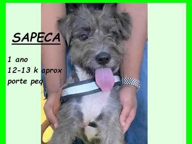 Cachorro ra a SRD-ViraLata idade 1 ano nome Sapeca