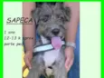 Sapeca