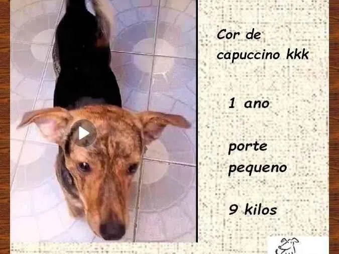 Cachorro ra a SRD-ViraLata idade 1 ano nome Binho 