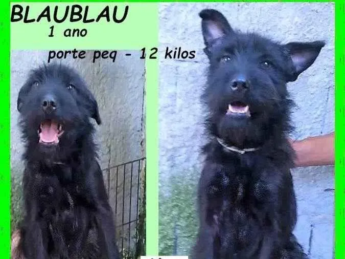 Cachorro ra a SRD-ViraLata idade 1 ano nome Blaublau