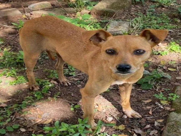 Cachorro ra a SRD-ViraLata idade 6 ou mais anos nome Mel