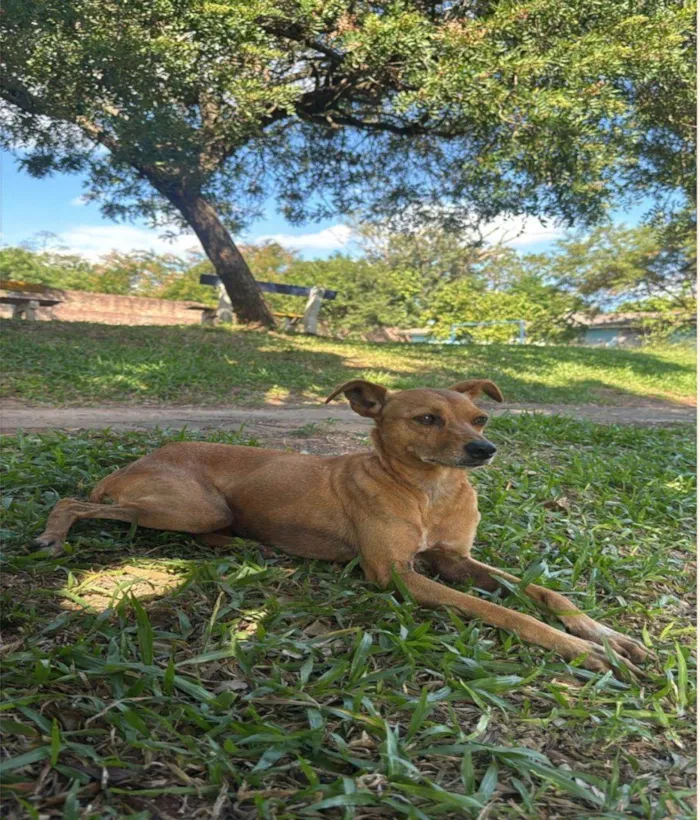 Cachorro ra a SRD-ViraLata idade 6 ou mais anos nome Mel