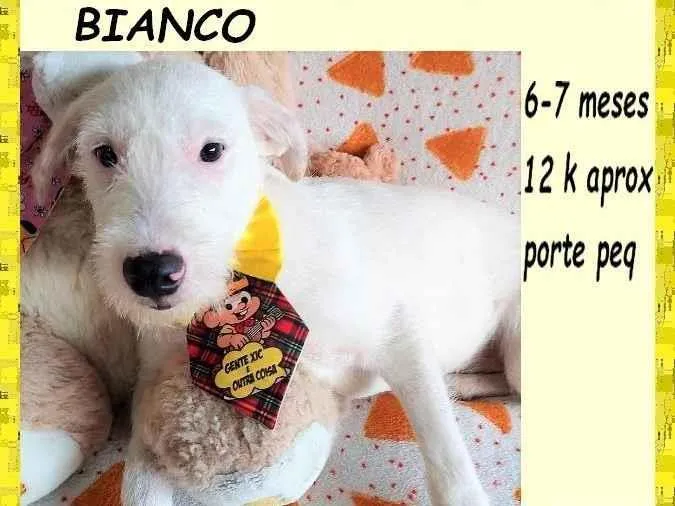 Cachorro ra a SRD-ViraLata idade 2 a 6 meses nome Bianco