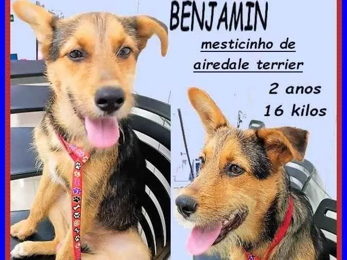Cachorro ra a SRD-ViraLata idade 2 anos nome Benjamin