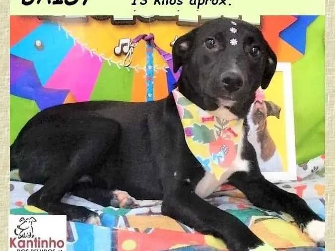 Cachorro ra a SRD-ViraLata idade 2 anos nome Daisy