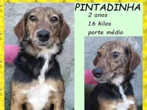 Cachorro raça SRD-ViraLata idade 2 anos nome Pintadinha