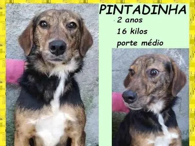 Cachorro ra a SRD-ViraLata idade 2 anos nome Pintadinha