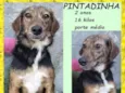 Pintadinha