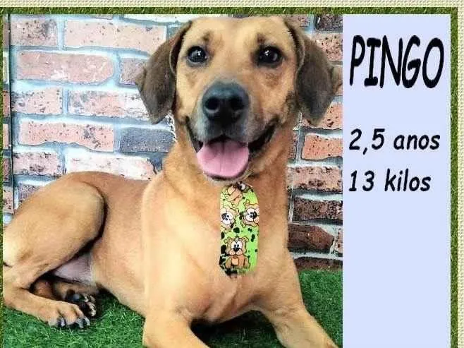 Cachorro ra a SRD-ViraLata idade 2 anos nome Pingo