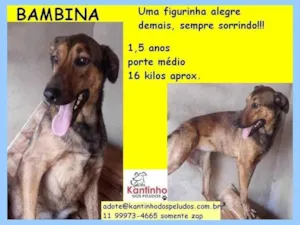Cachorro raça SRD-ViraLata idade 1 ano nome Bambina