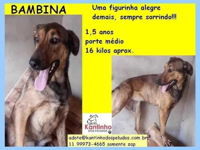 Cachorro ra a SRD-ViraLata idade 1 ano nome Bambina