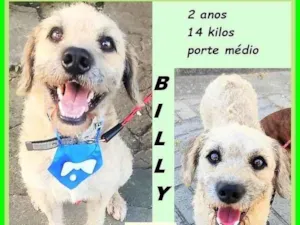 Cachorro raça SRD-ViraLata idade 2 anos nome Billy