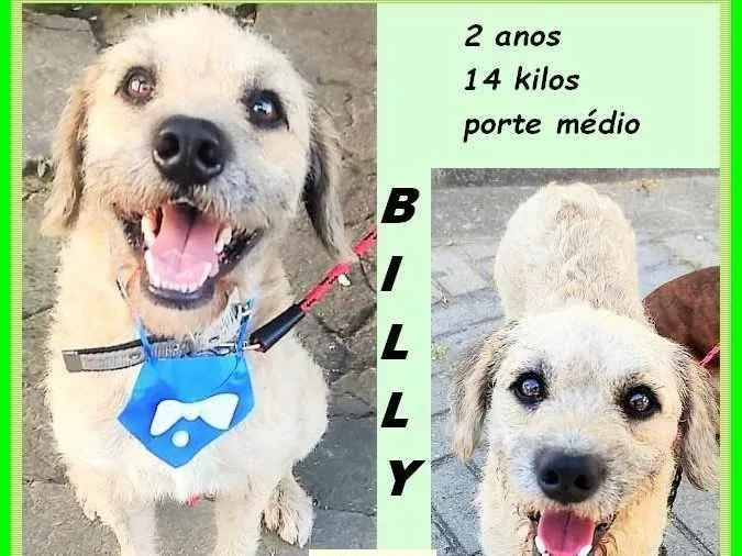 Cachorro ra a SRD-ViraLata idade 2 anos nome Billy