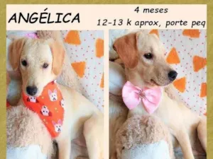 Cachorro raça SRD-ViraLata idade 2 a 6 meses nome Angélica