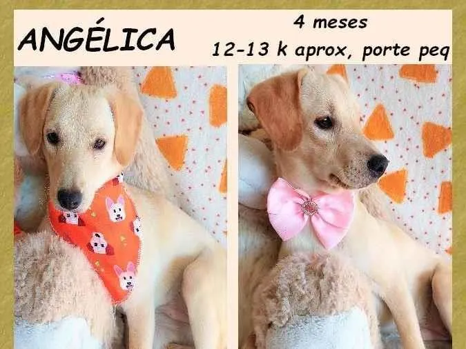 Cachorro ra a SRD-ViraLata idade 2 a 6 meses nome Angélica