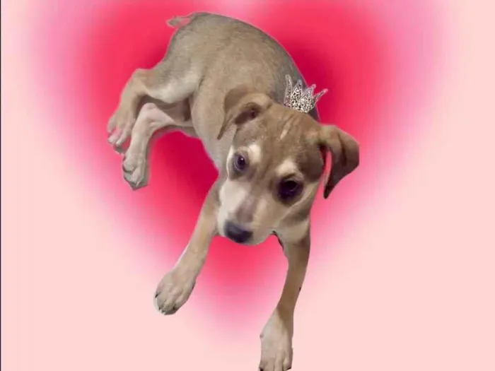 Cachorro ra a SRD-ViraLata idade 2 a 6 meses nome Nino bb5meses lindíssimo 
