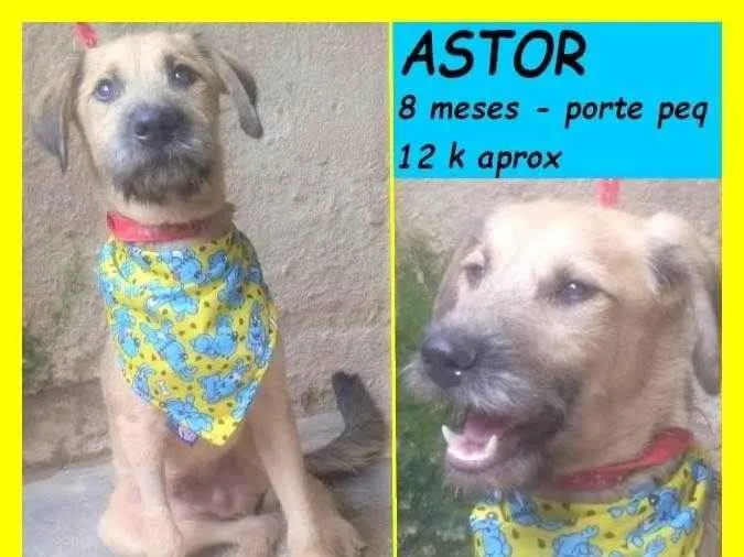 Cachorro ra a SRD-ViraLata idade 7 a 11 meses nome Astor