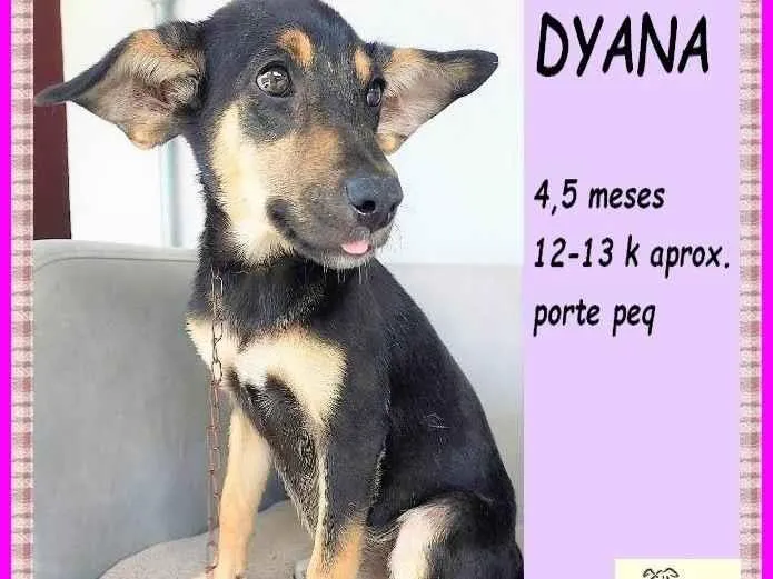 Cachorro ra a SRD-ViraLata idade 2 a 6 meses nome Dyana