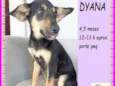 Dyana