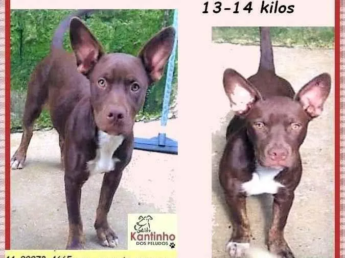 Cachorro ra a SRD-ViraLata idade 2 a 6 meses nome Bombom