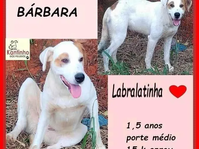 Cachorro ra a SRD-ViraLata idade 1 ano nome Bárbara