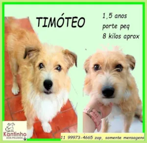 Cachorro raça SRD-ViraLata idade 1 ano nome Timóteo