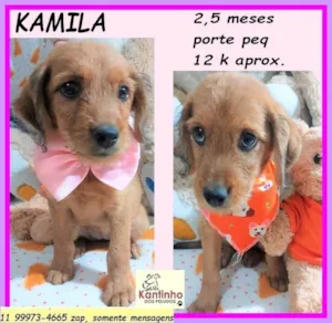 Cachorro raça SRD-ViraLata idade 2 a 6 meses nome Kamila