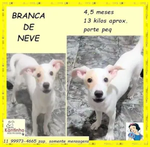 Cachorro raça SRD-ViraLata idade 2 a 6 meses nome Branca de neve