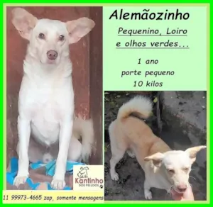 Cachorro raça SRD-ViraLata idade 1 ano nome Alemãozinho