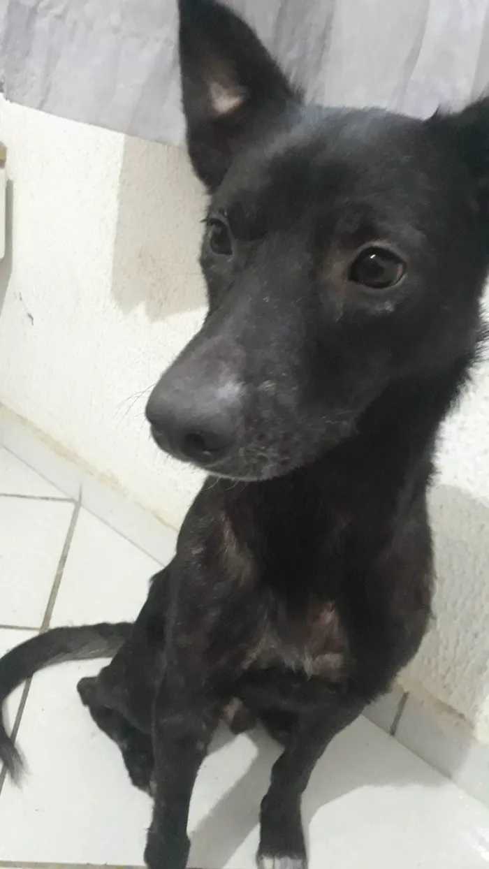 Cachorro ra a SRD-ViraLata idade 2 anos nome Negão 