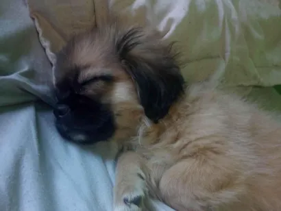 Cachorro raça Pequinês idade 2 a 6 meses nome Ivie