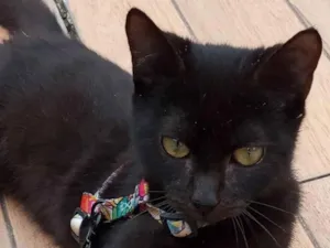 Gato raça SRD-ViraLata idade 2 a 6 meses nome Feijao