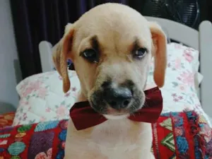 Cachorro raça SRD-ViraLata idade 2 a 6 meses nome Tito